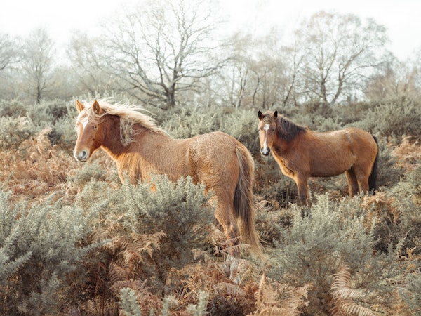 Horses in forest 4