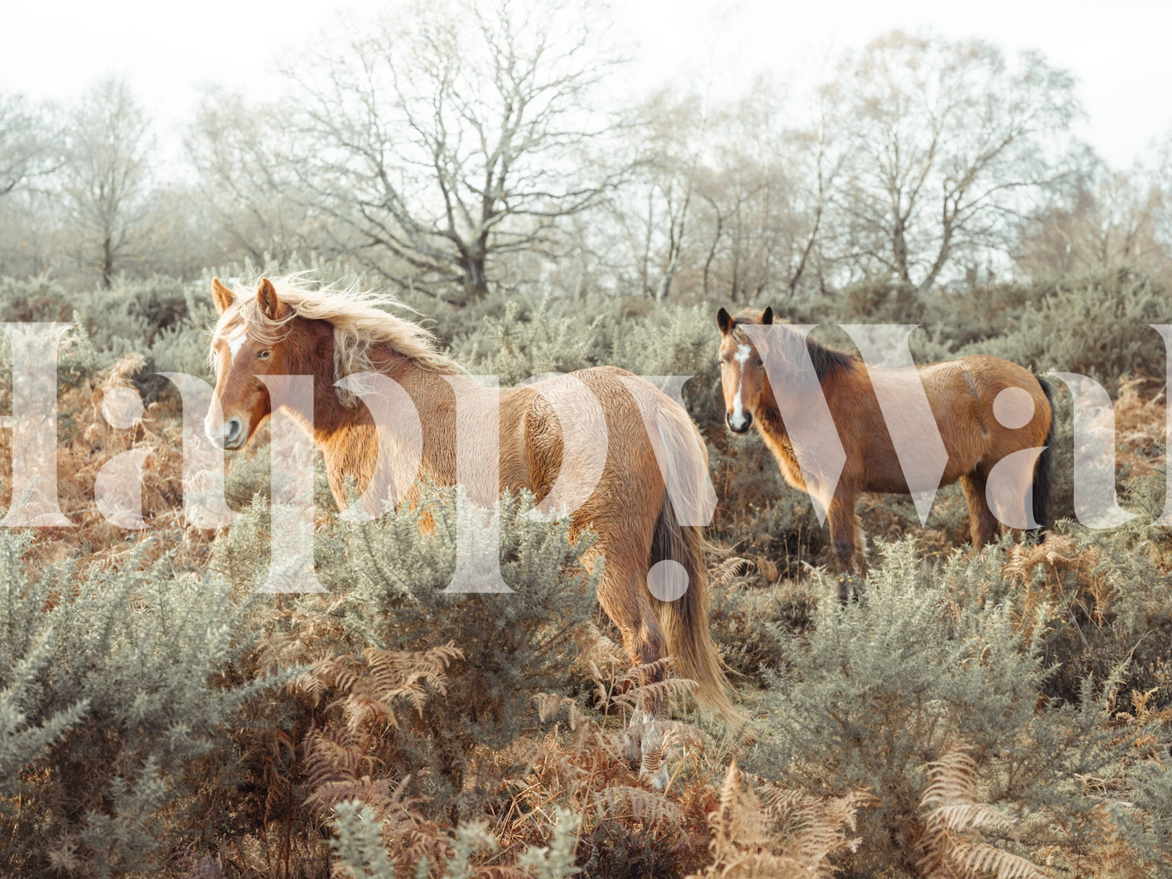 Fotobehang van twee paarden in een serene bosrijke omgeving met gedempte herfstkleuren