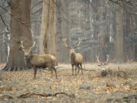 Stags in the forest tapety