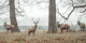 Stags in forest