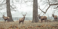 Stags in forest tapete