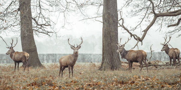 Stags in forest