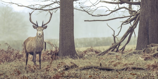 Stag in forest