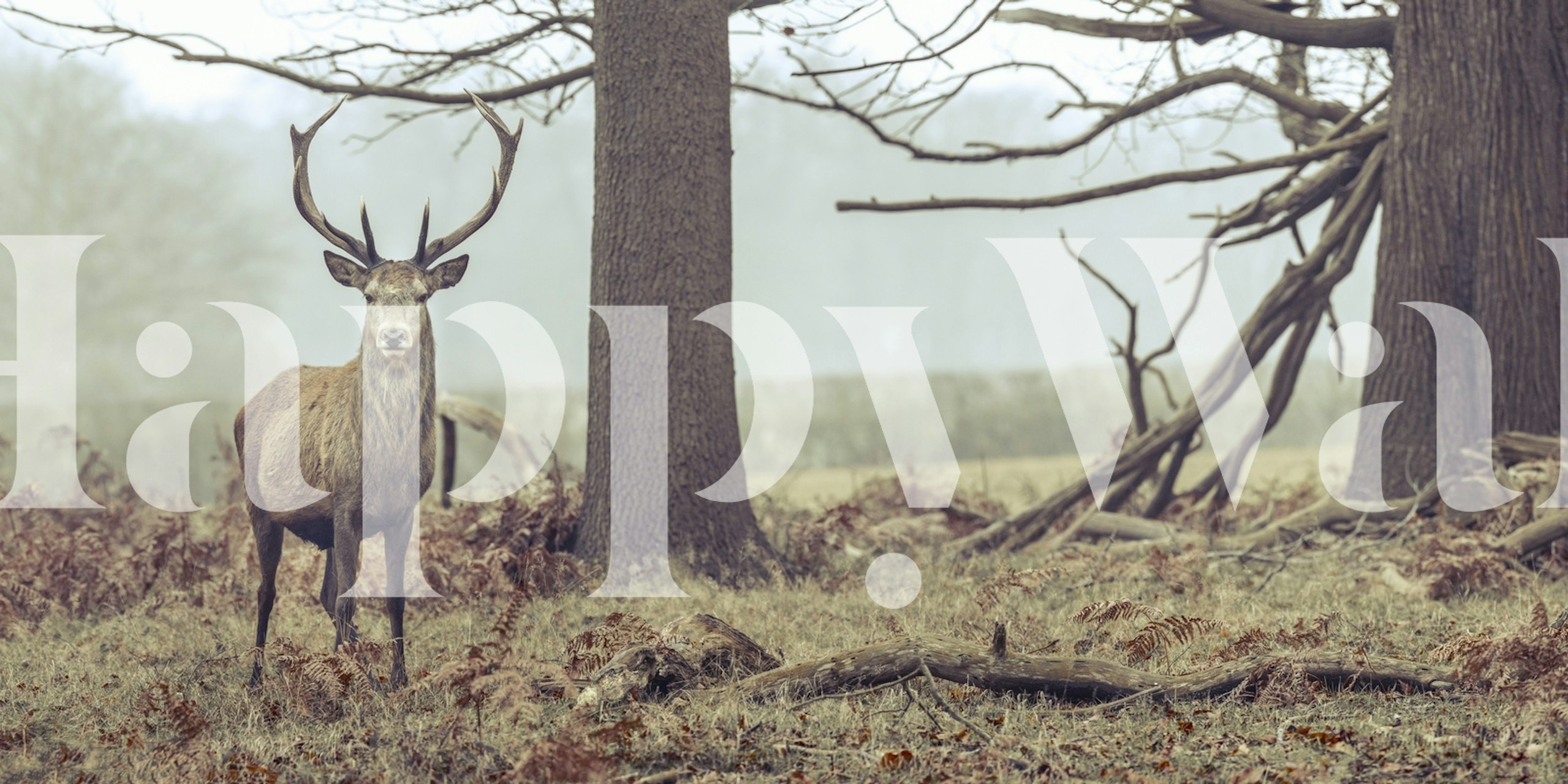 Stag in forest papel de parede em um quarto