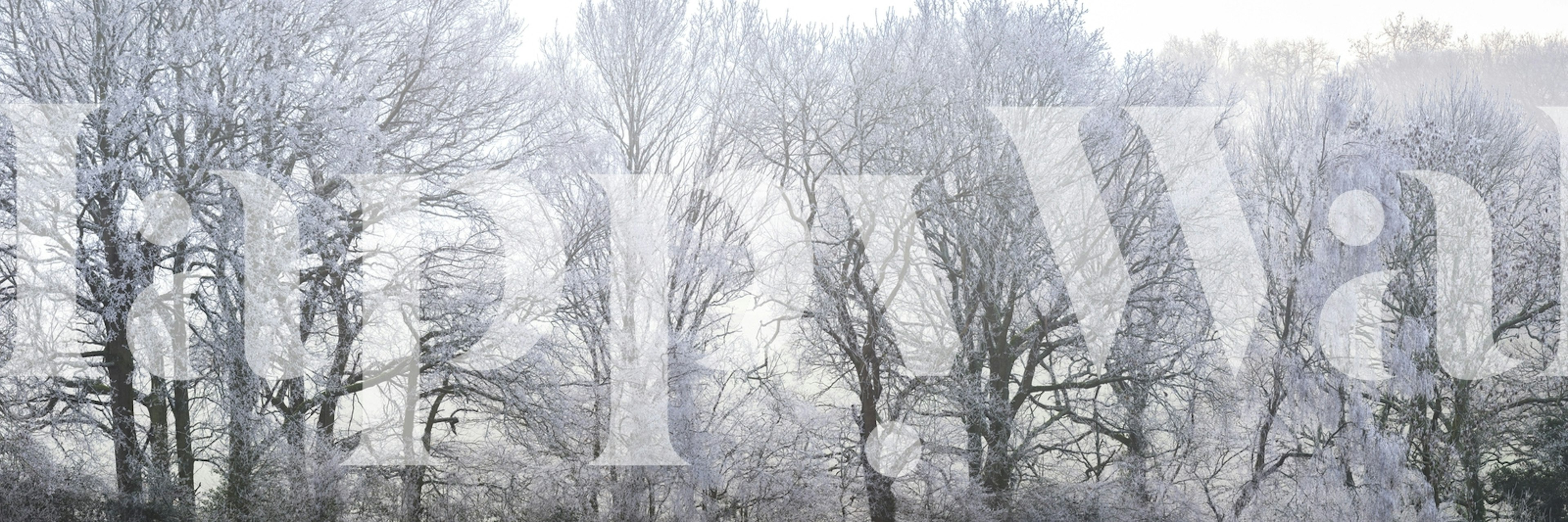 A misty forest with white trees and frost, serene wallpaper