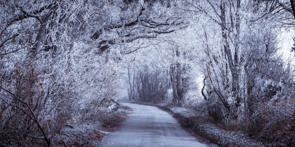 Frosted road through forest