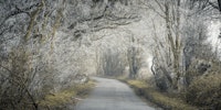 Frosted road through forest 4 tapety