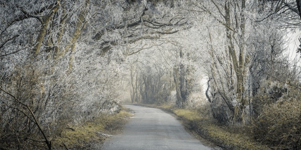 Frosted road through forest 4