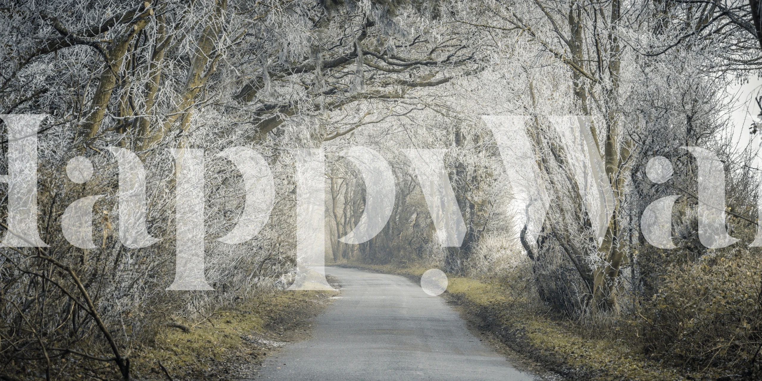 Frosted road through forest tapet i ett snöklätt skogsområde