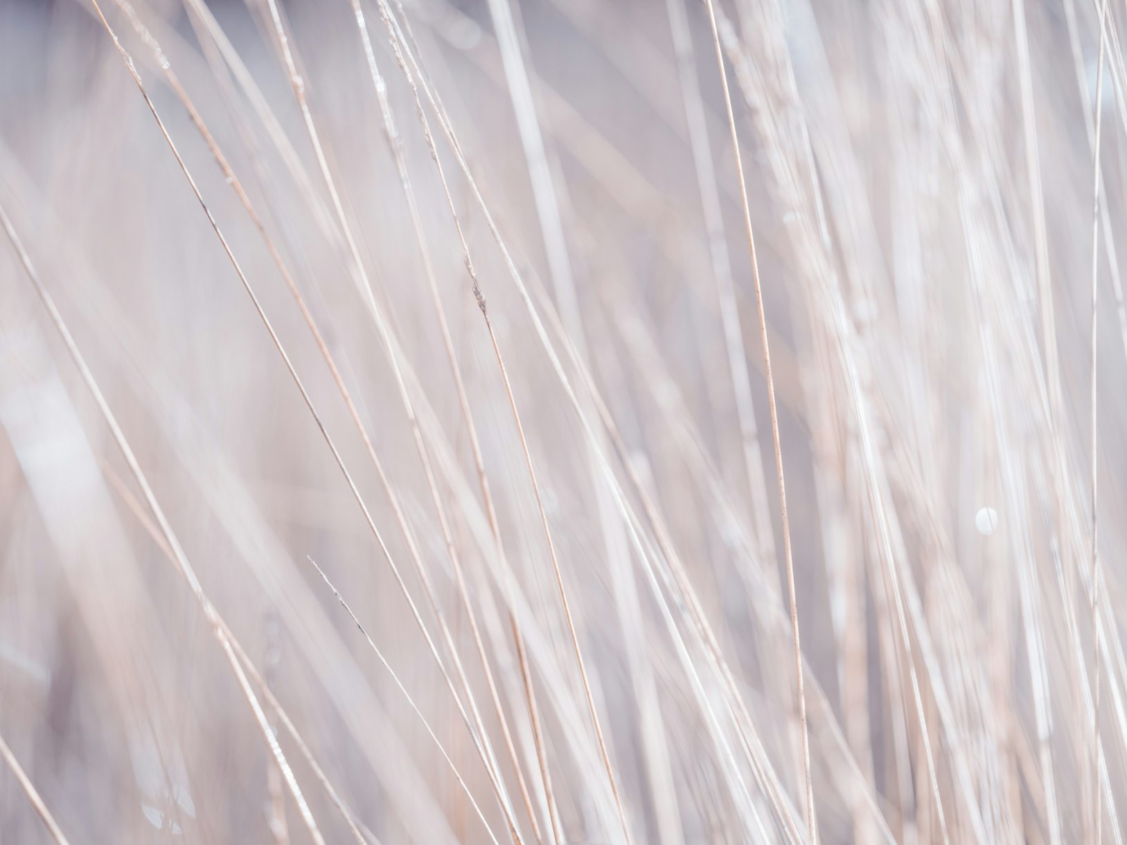 Dried grass 4 wallpaper - Happywall