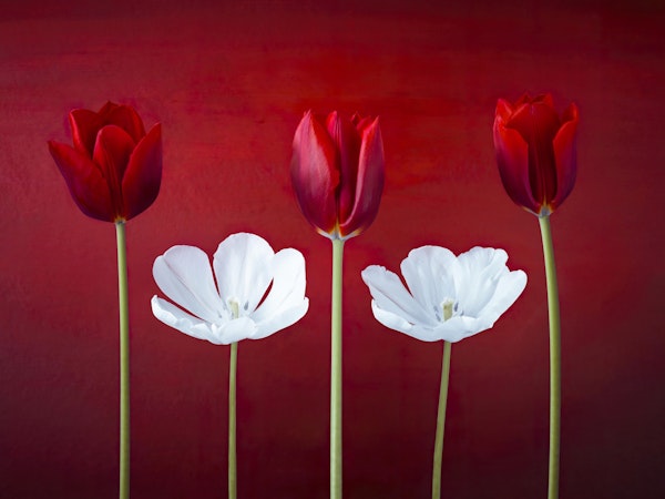Tulip flowers in a row 4