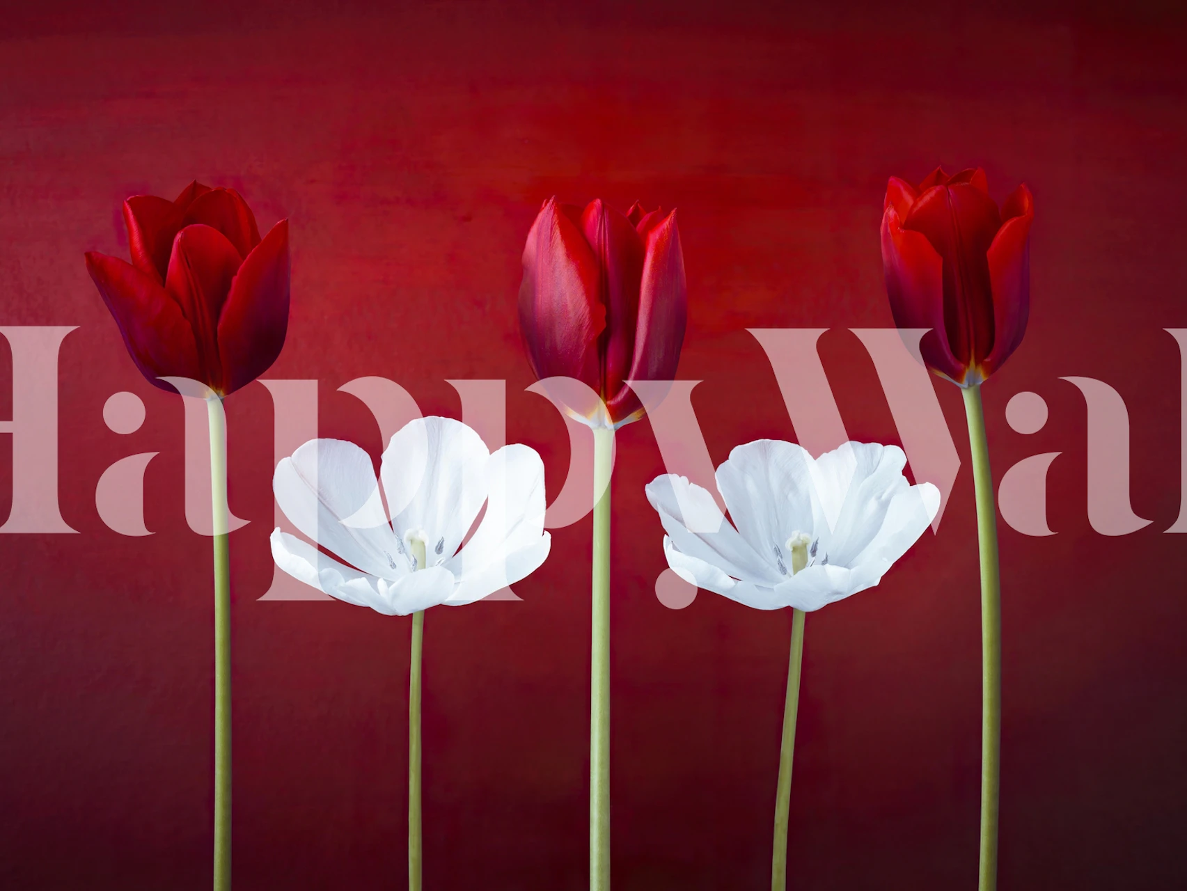 Muur met rode en witte tulip flowers in a row 4