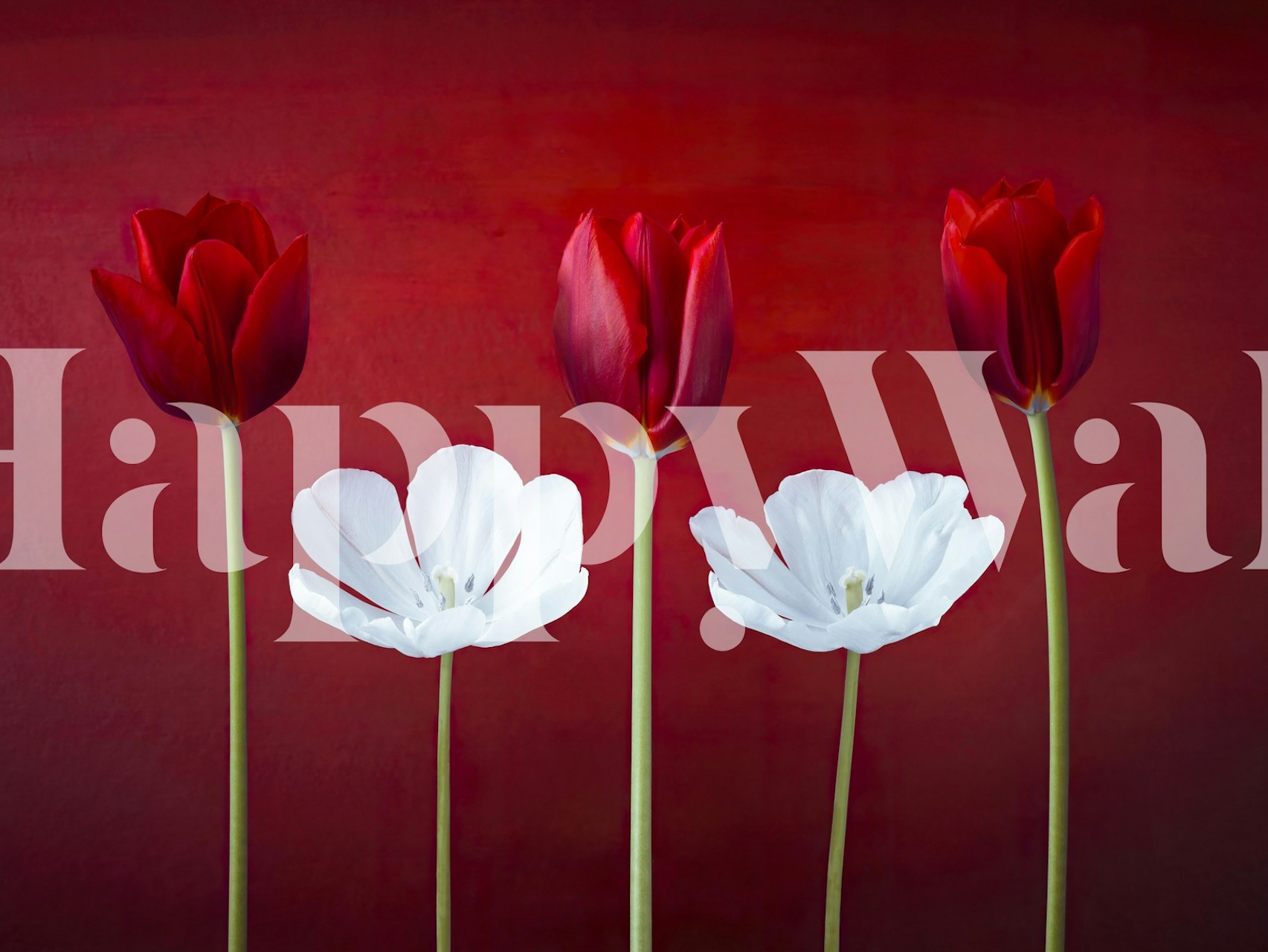 Red and white tulip flowers against a red background wallpaper