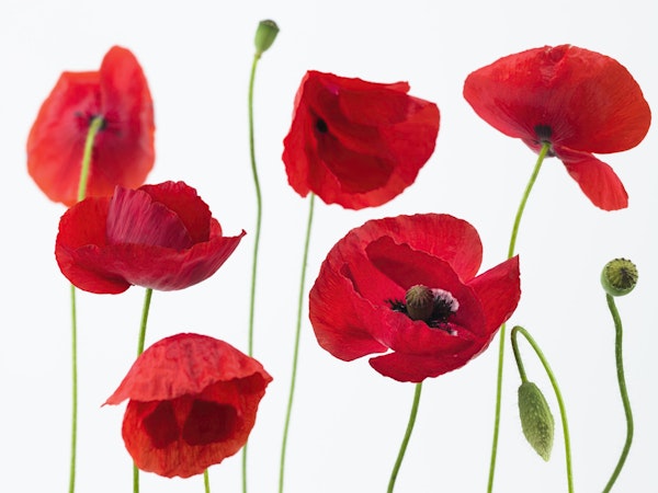 Poppies on white background