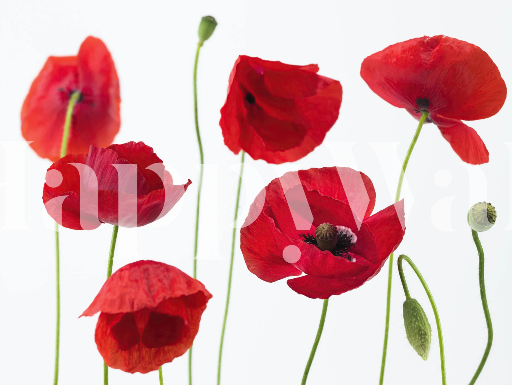 Poppies wallpaper i en stilfull rominnredning