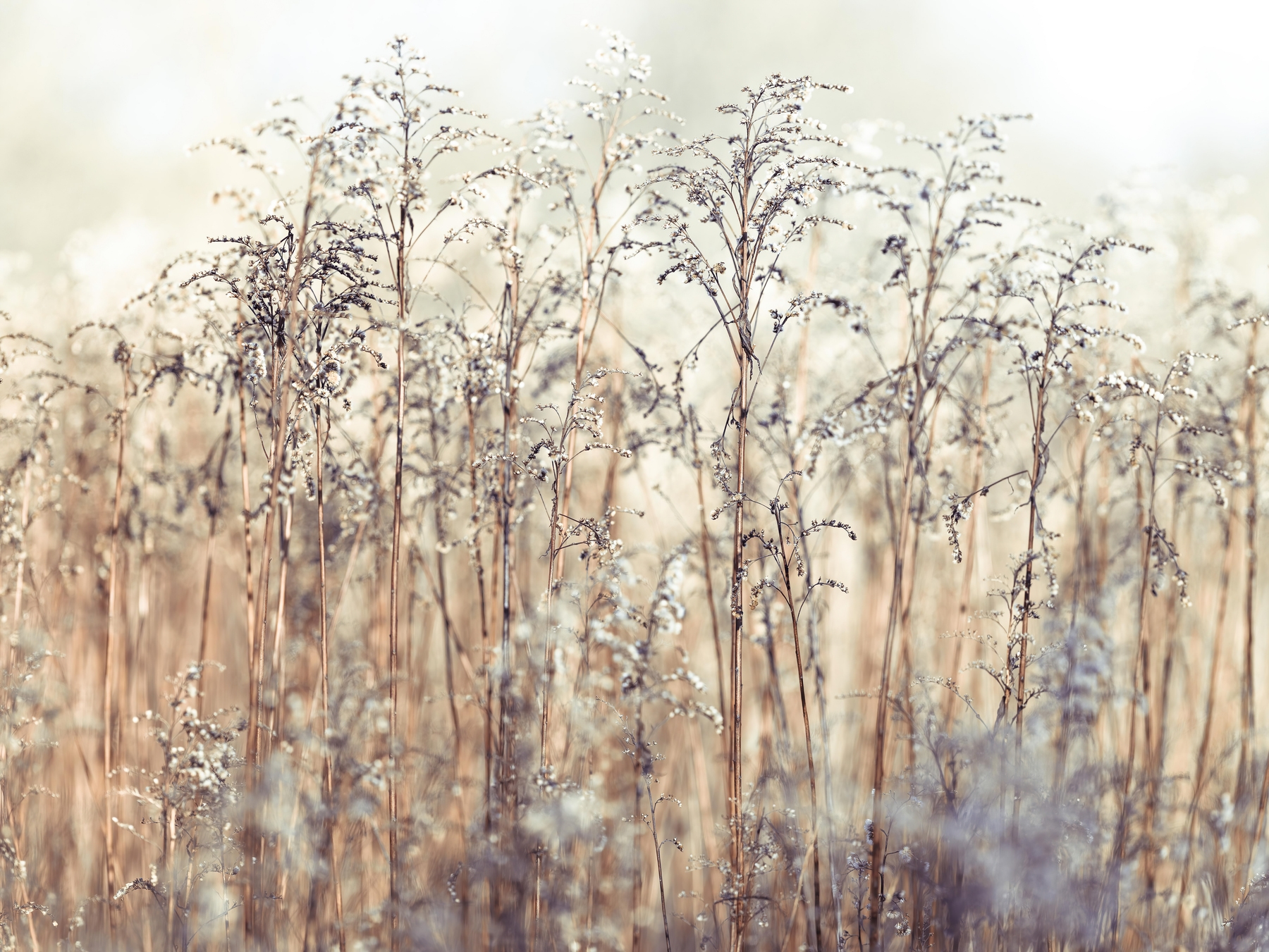 Grass Reeds Wallpaper - Buy Online at Happywall