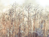 Grass Reeds papier peint