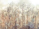 Grass Reeds
