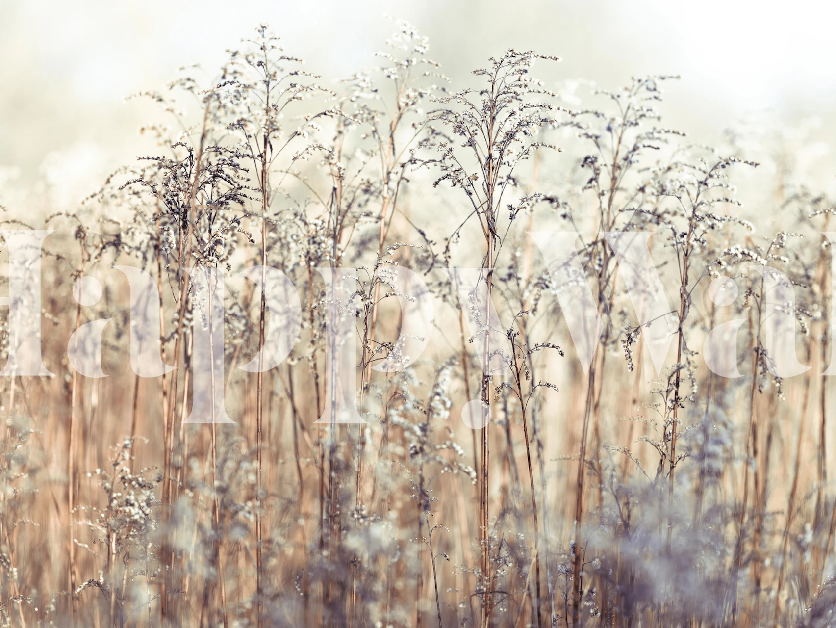 Tapeta Grass Reeds v nastavení místnosti