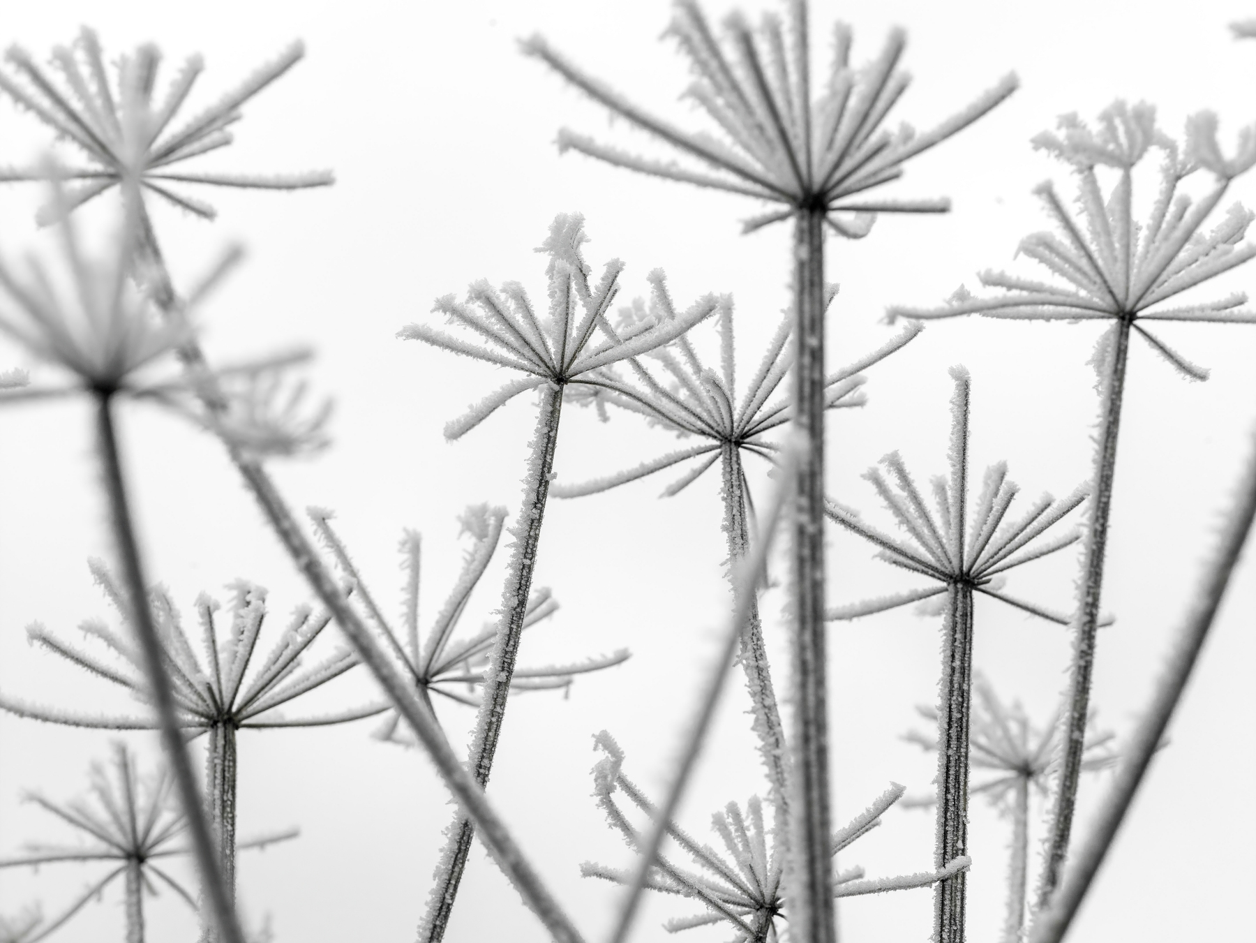 Buy Frosty cow parsley wallpaper - Free shipping