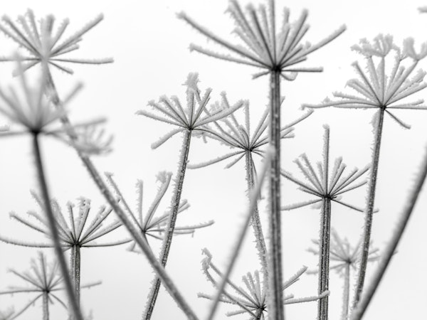 Frosty cow parsley