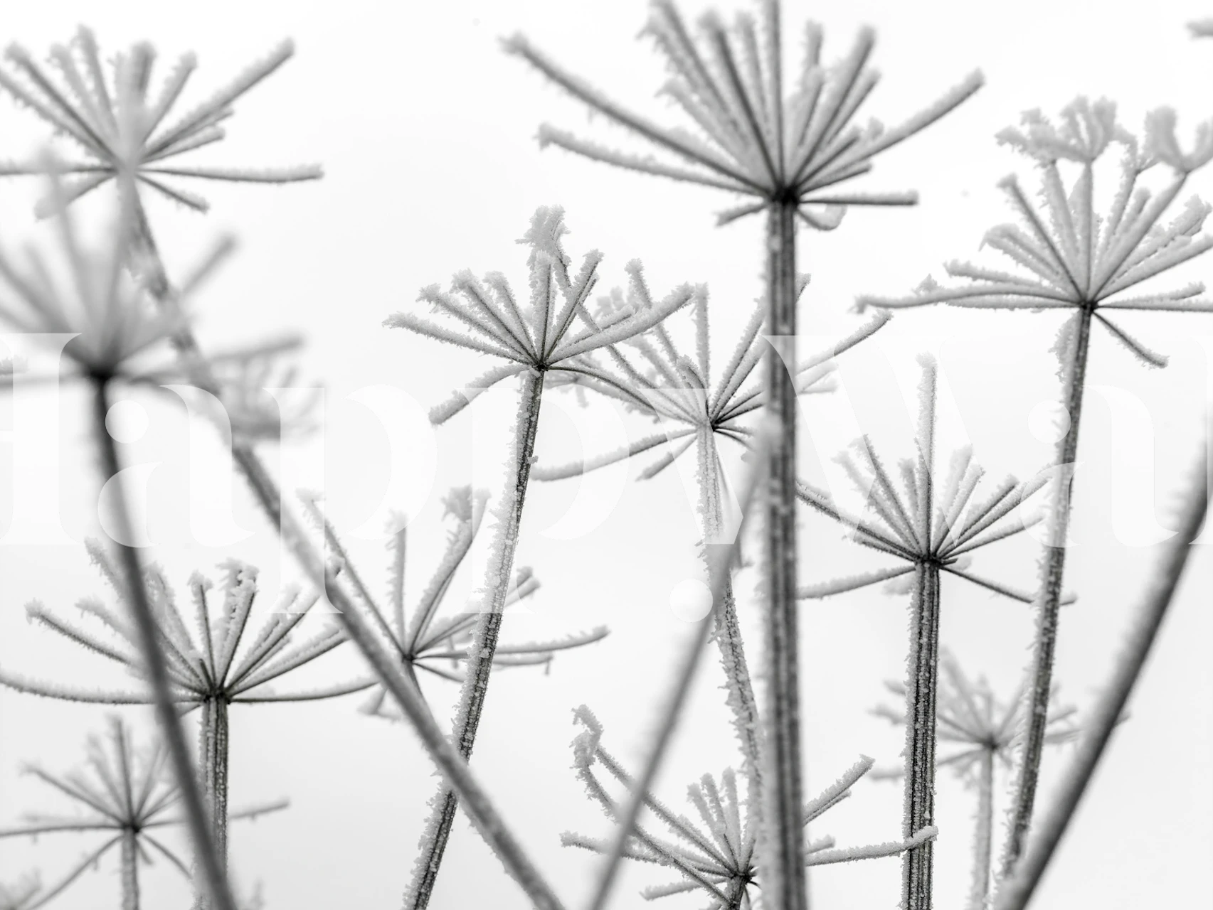 Frosty cow parsley behang in een kamer