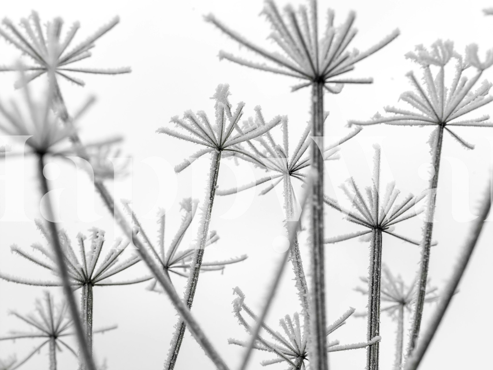 Frosty cow parsley in white and gray wallpaper