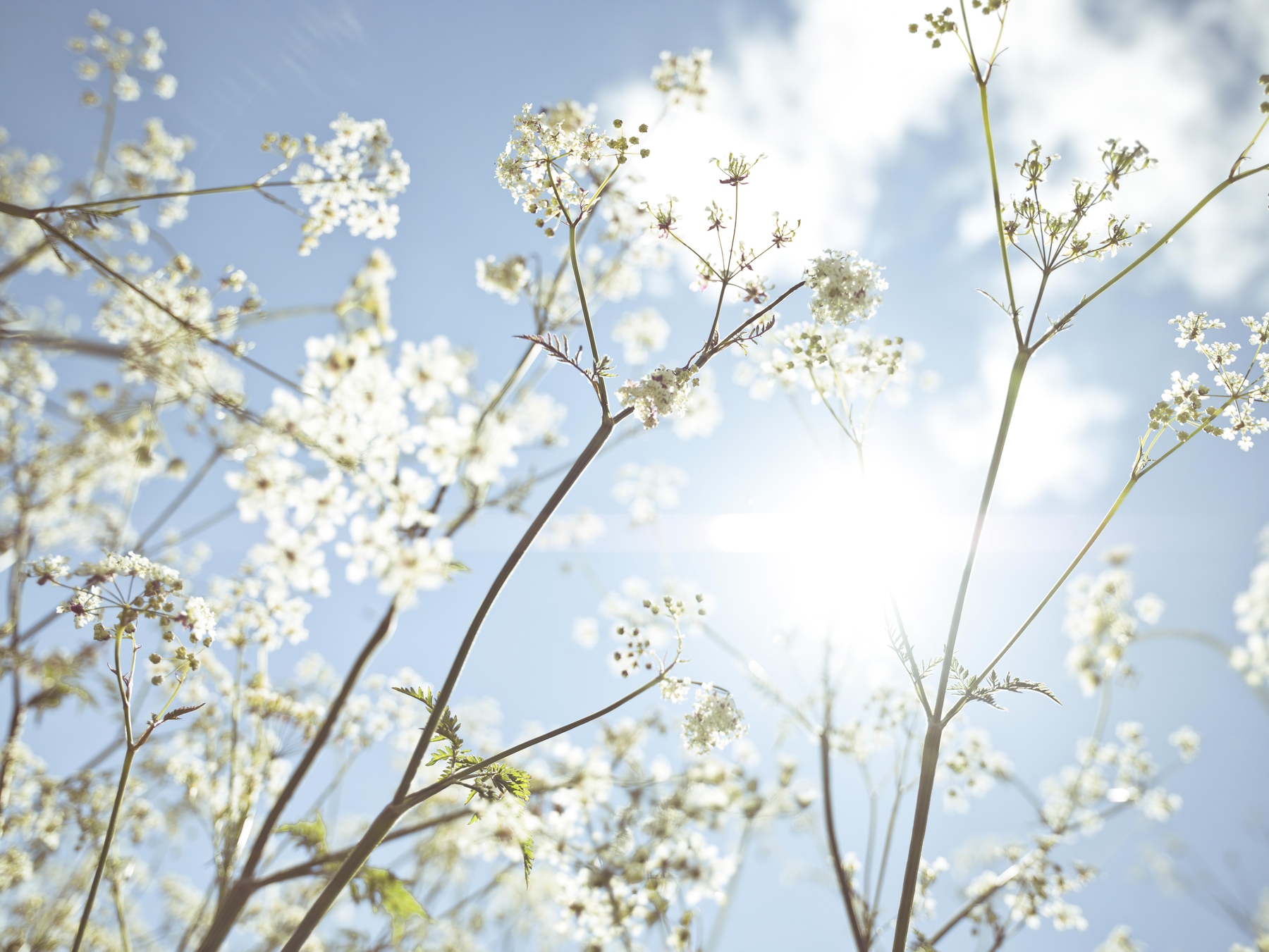 Cow Parsley Flowers Wallpaper | Happywall