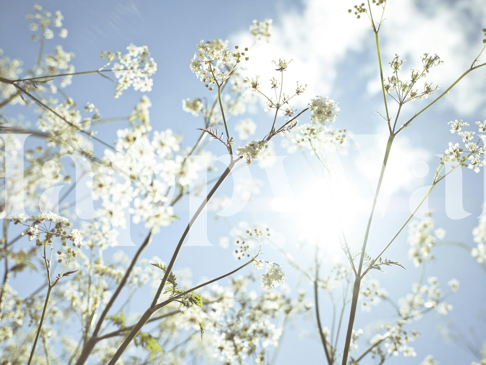 Cow parsley flowers against a blue sky wall mural