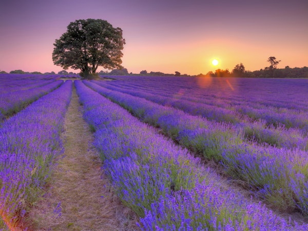 Lavender field at sunset