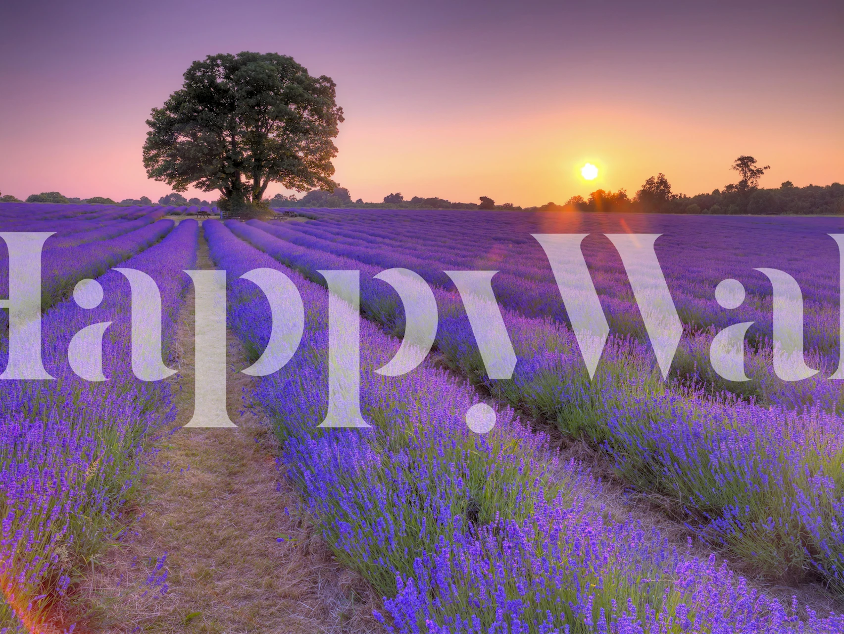 Papel de parede campo de lavanda ao pôr do sol em um quarto