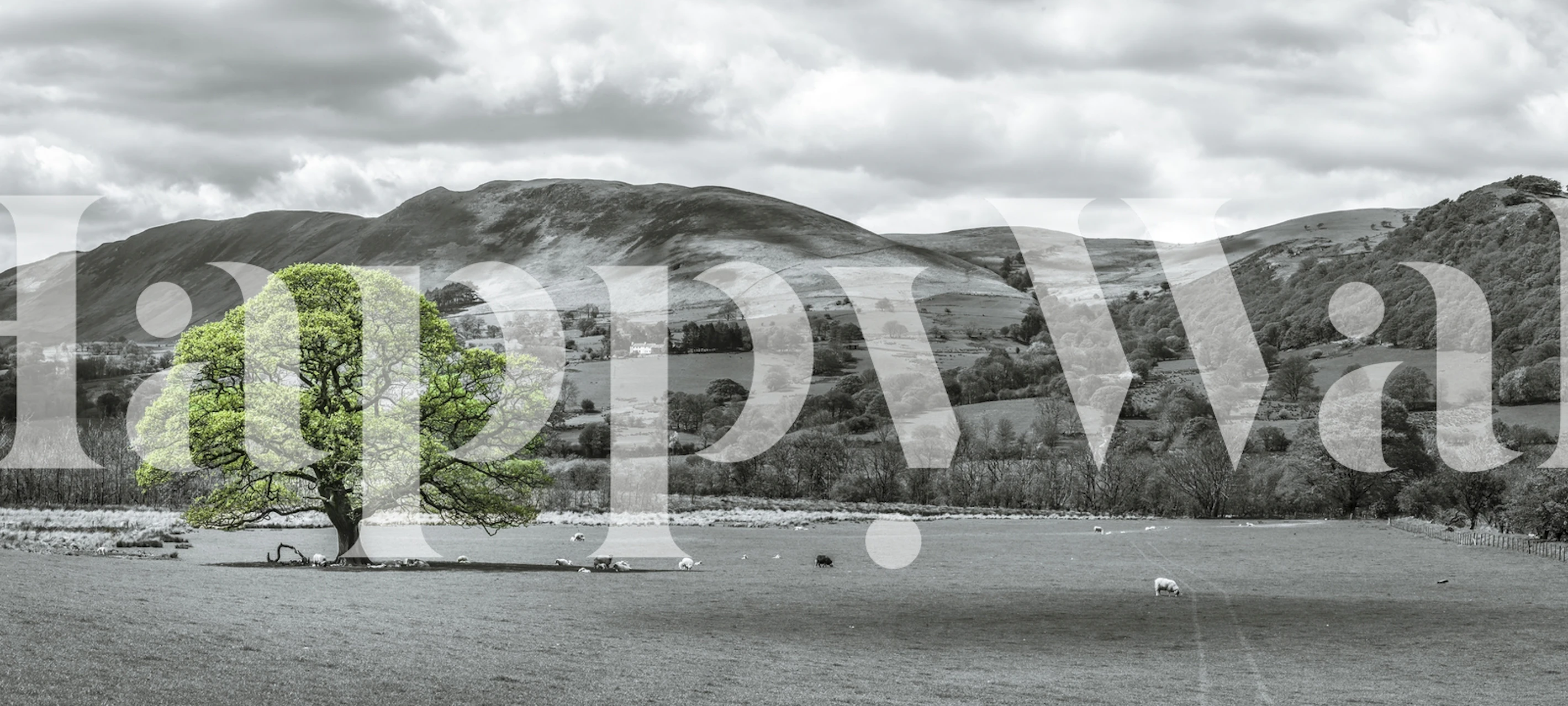 Black and white countryside wall mural with a vibrant green tree