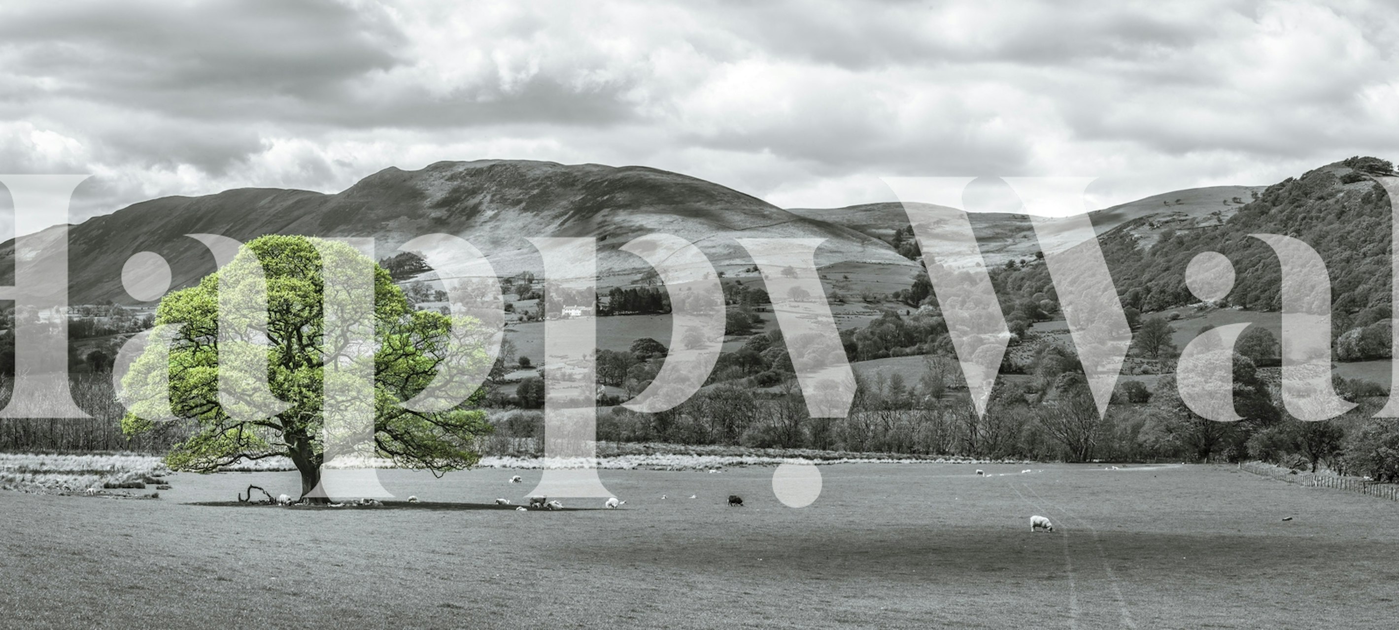Carta da parati di campagna in bianco e nero con un albero verde vibrante