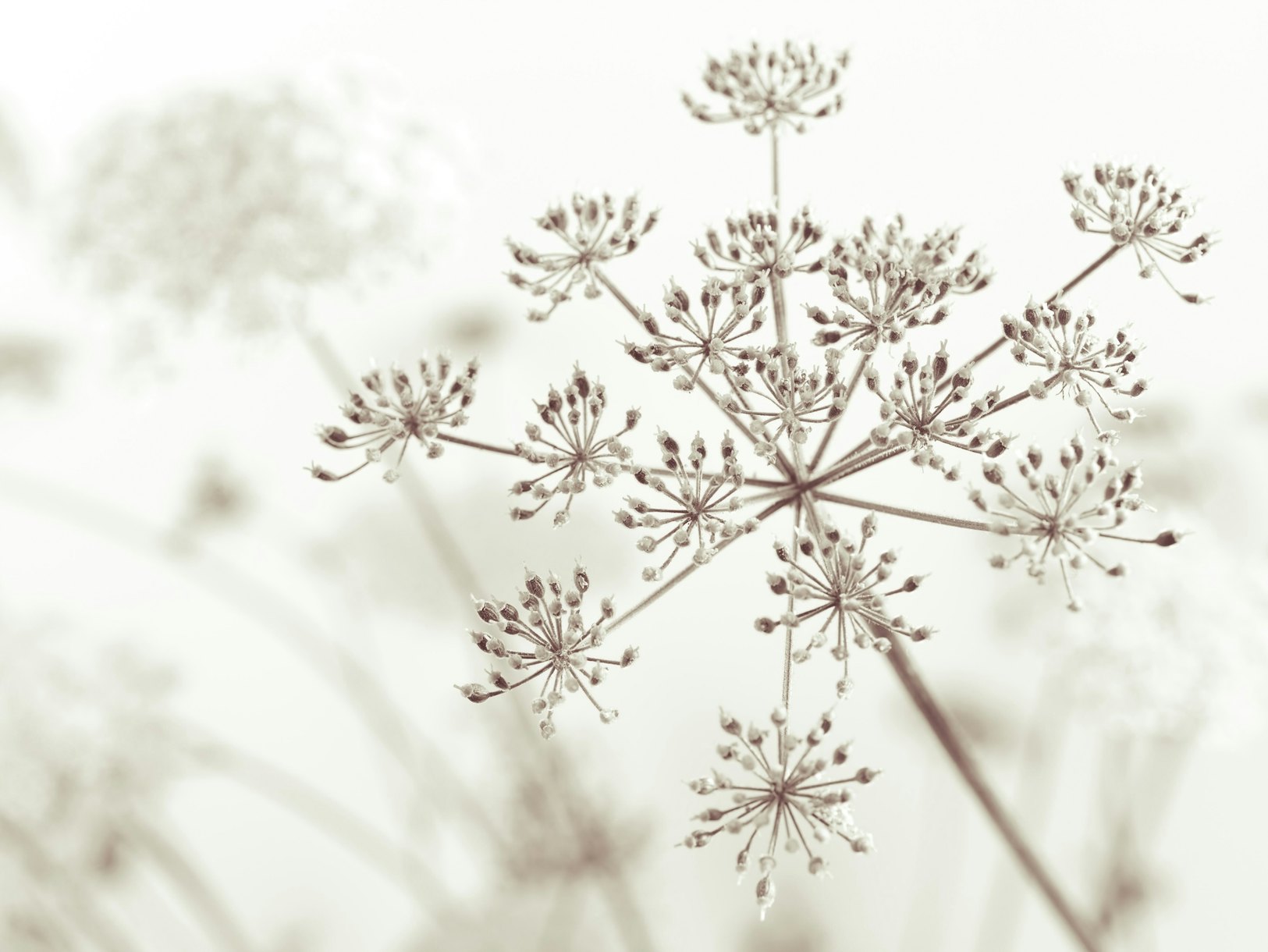 Cow Parsley Flower Wallpaper - Buy Online | Happywall