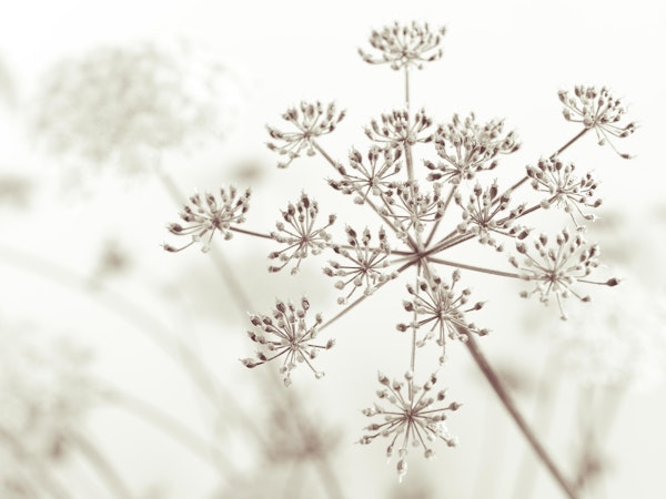 Cow parsley flower