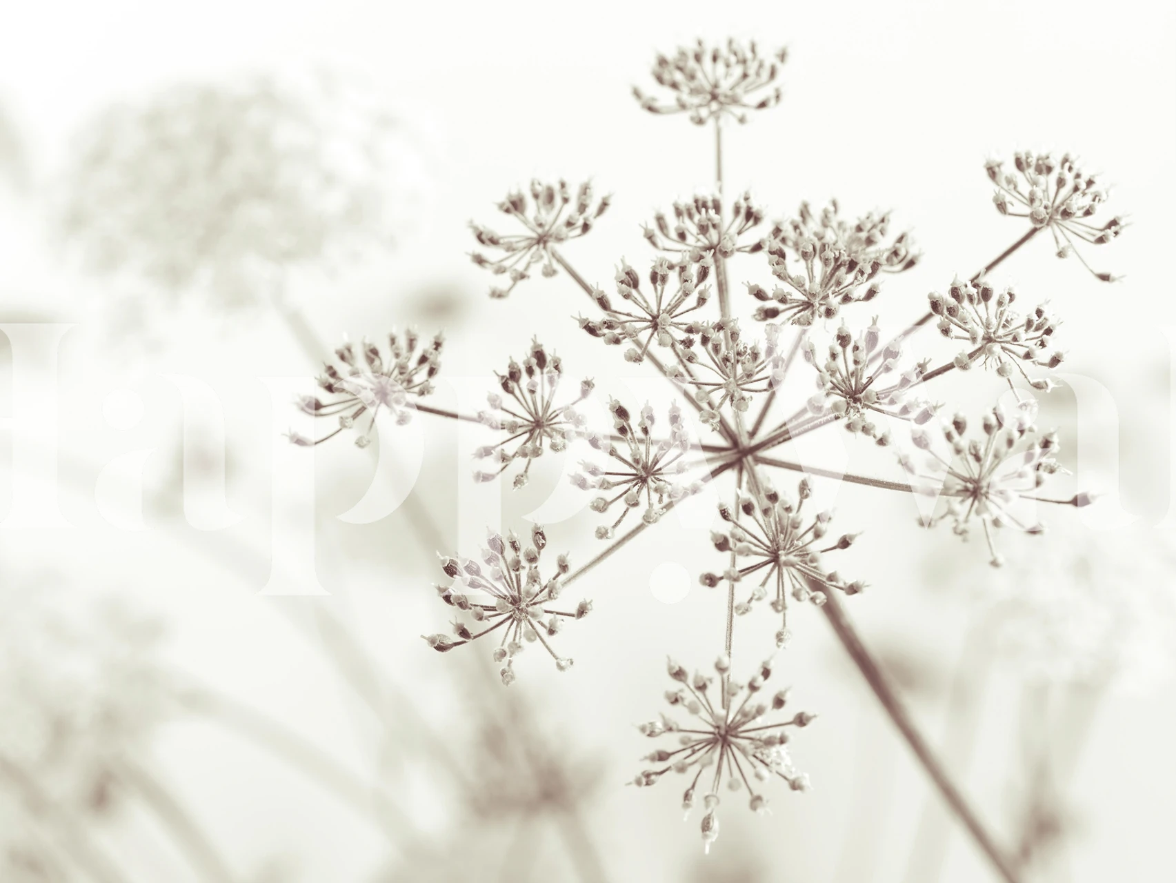 Cow parsley flower pattern in soft earthy tones wallpaper