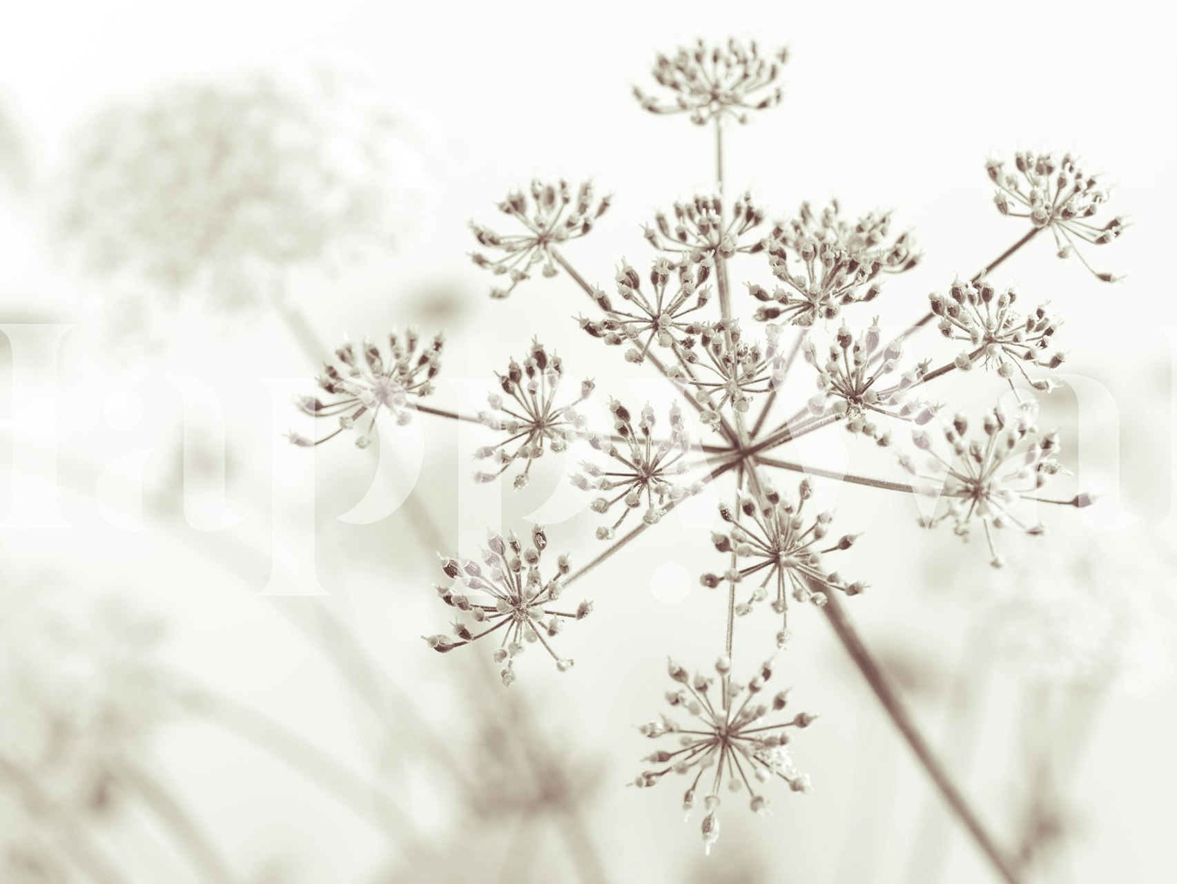 Cow parsley flower pattern in soft earthy tones wallpaper