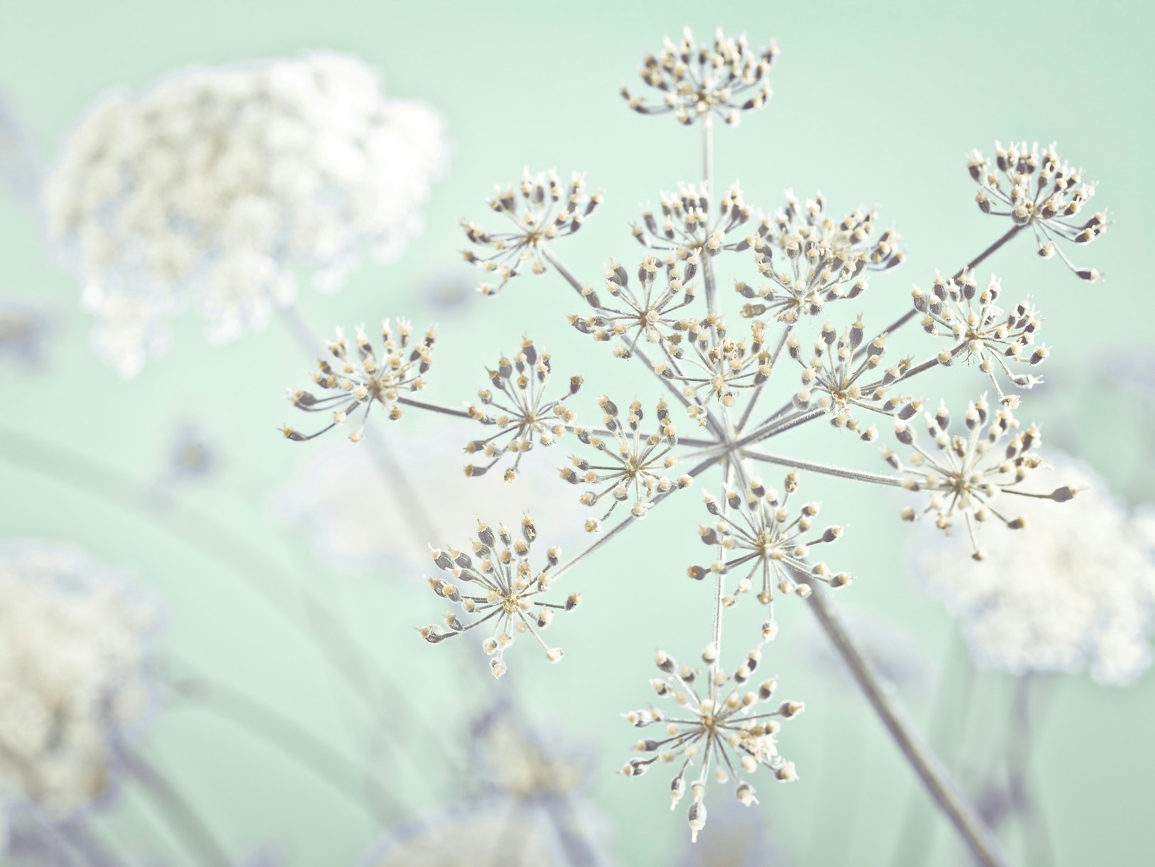 Cow parsley flower 4 wallpaper - Happywall