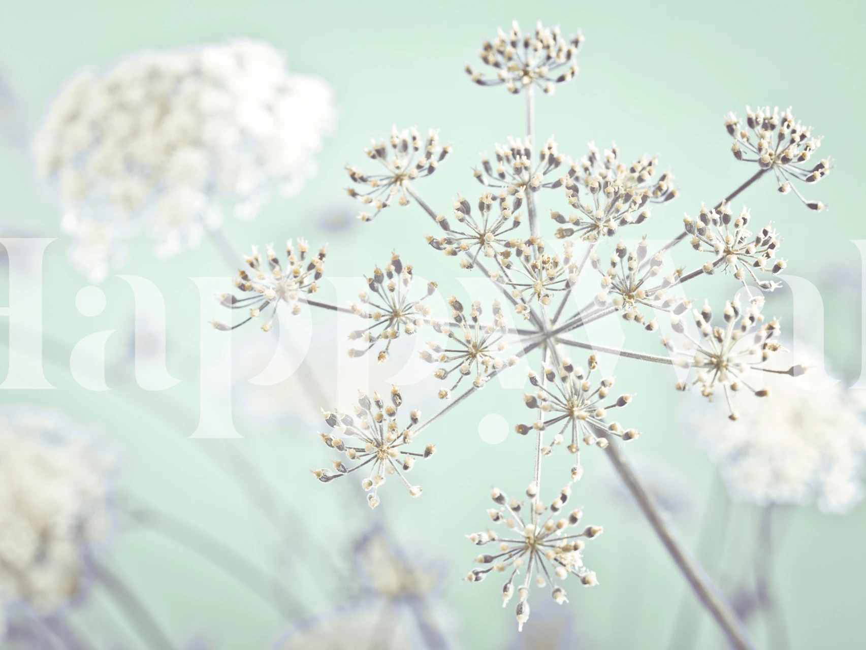 Cow Parsley Flower 4 wall mural with soft pastel background