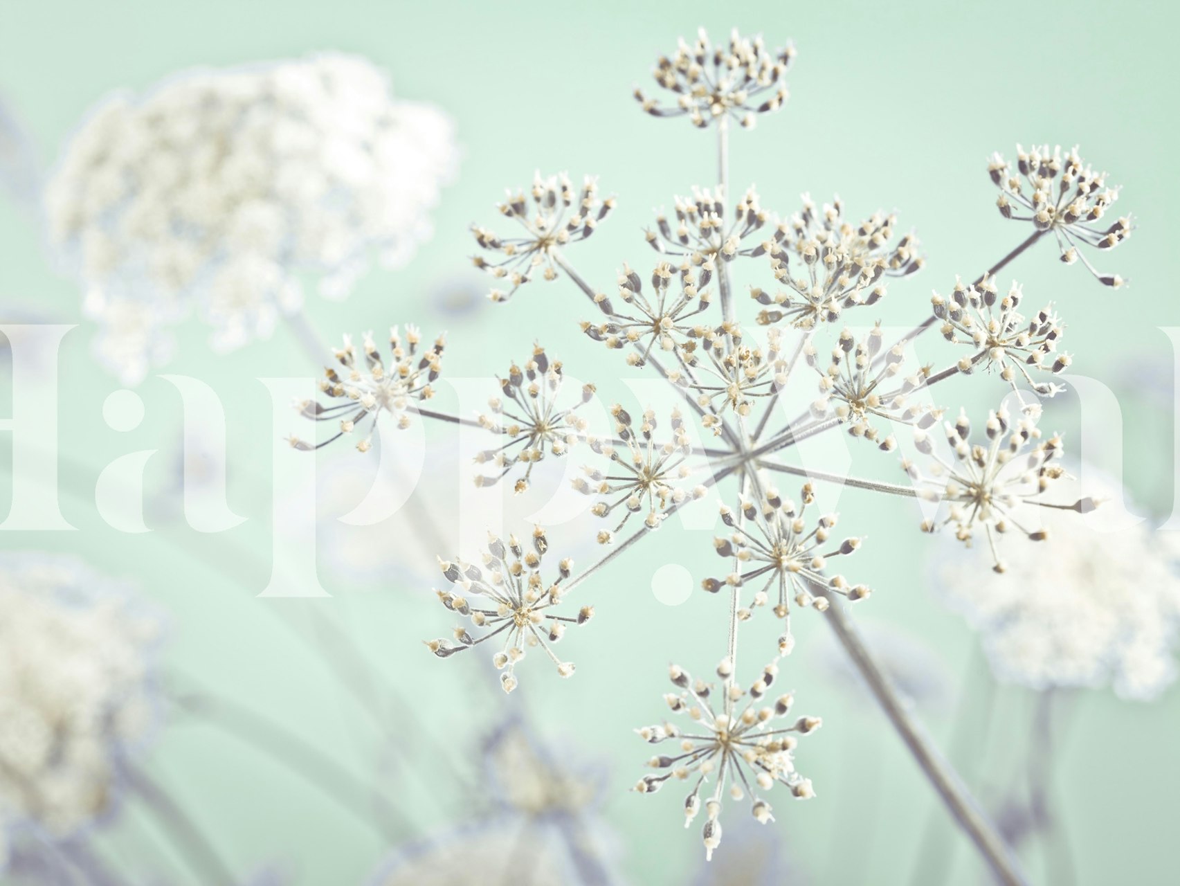 Cow Parsley Flower 4 wall mural with soft pastel background