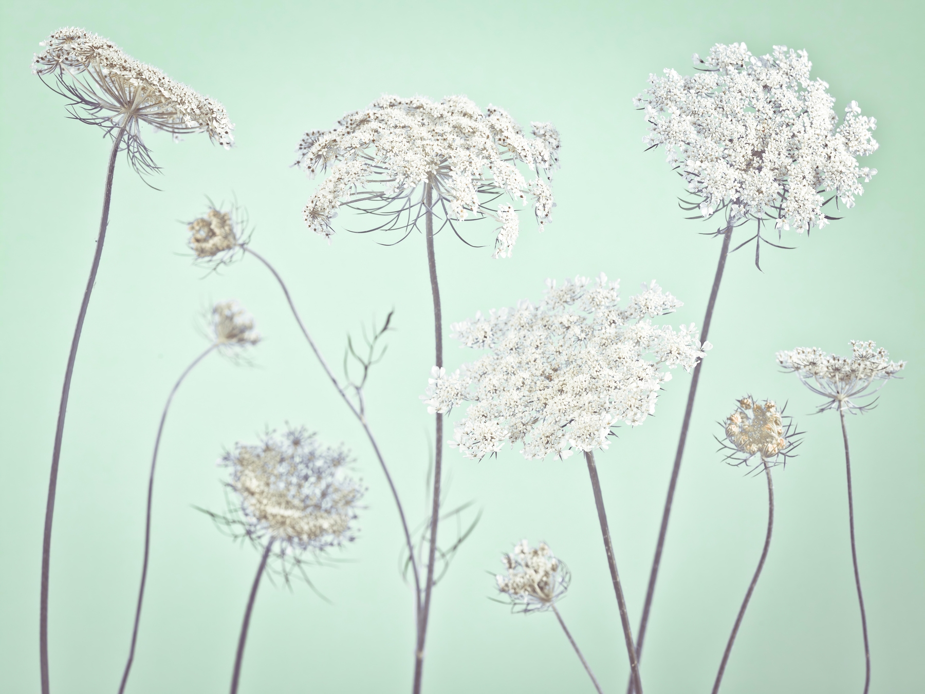 Buy Cow Parsley Flowers 4 Wallpaper Online - Happywall