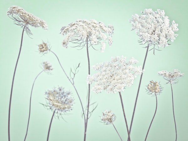 Cow parsley flowers 4