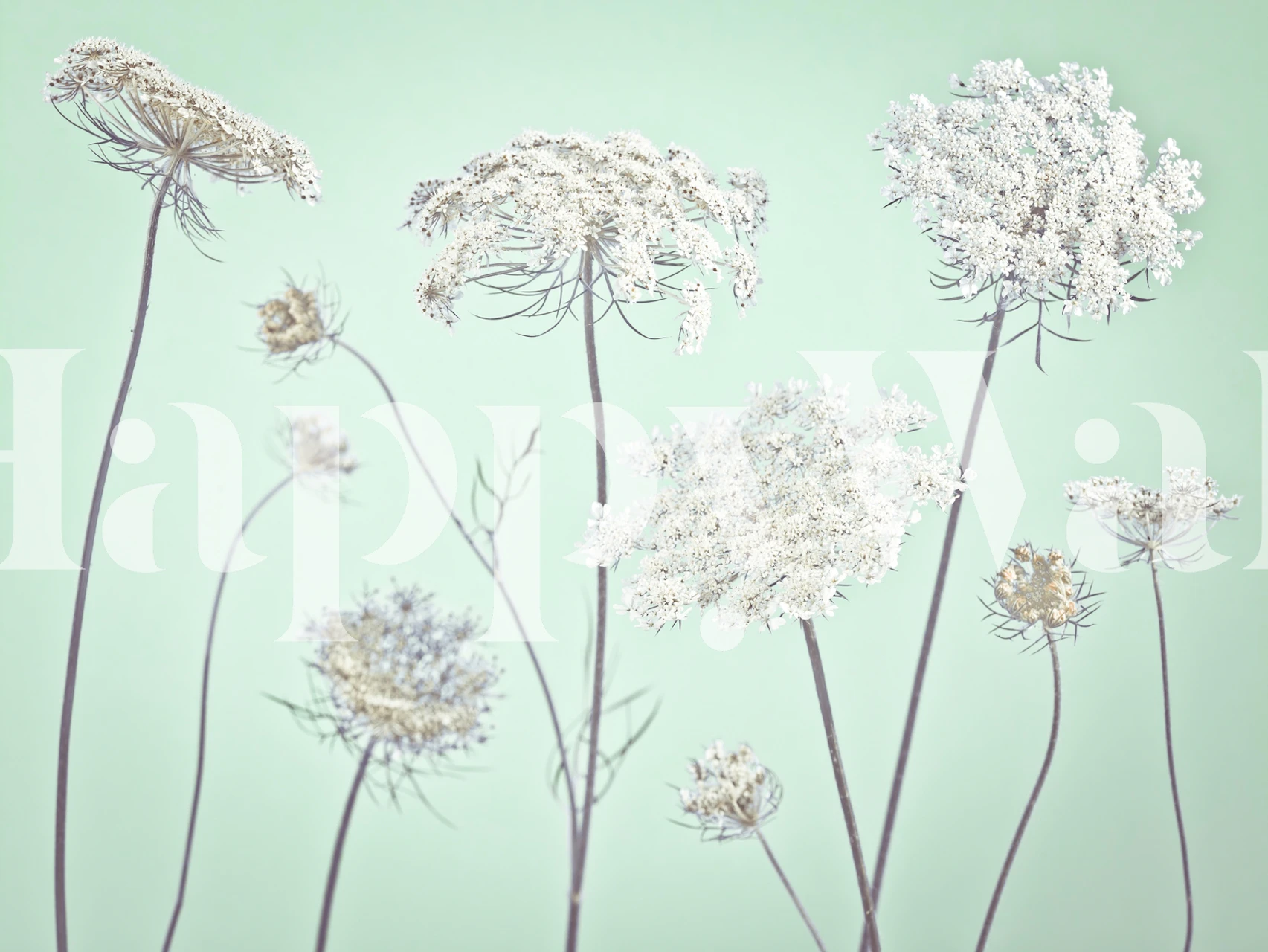 White cow parsley flowers on a soft green background wallpaper