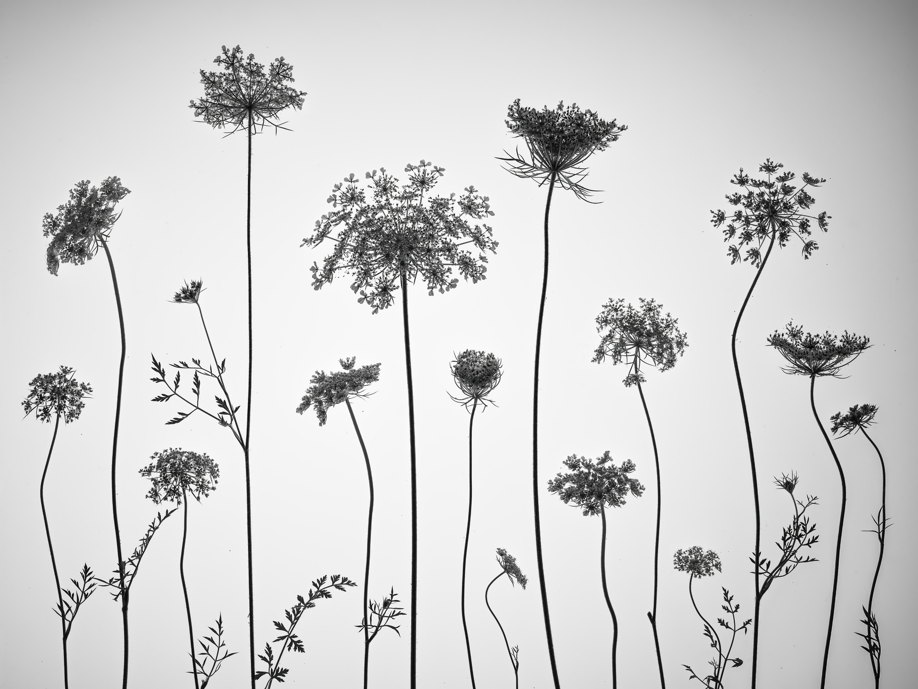 Cow Parsley 4 Wallpaper - Buy Online | Happywall