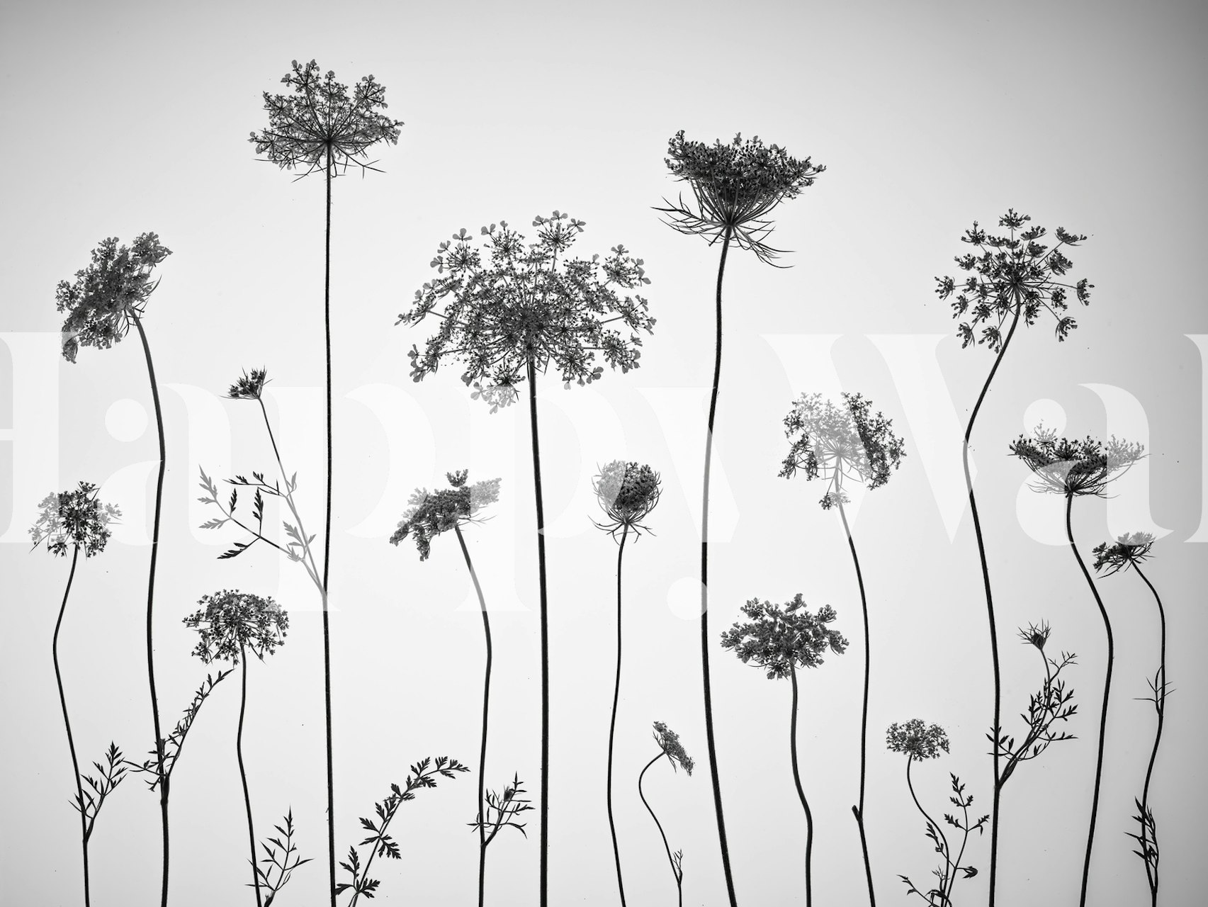 Black and white floral silhouette wallpaper design