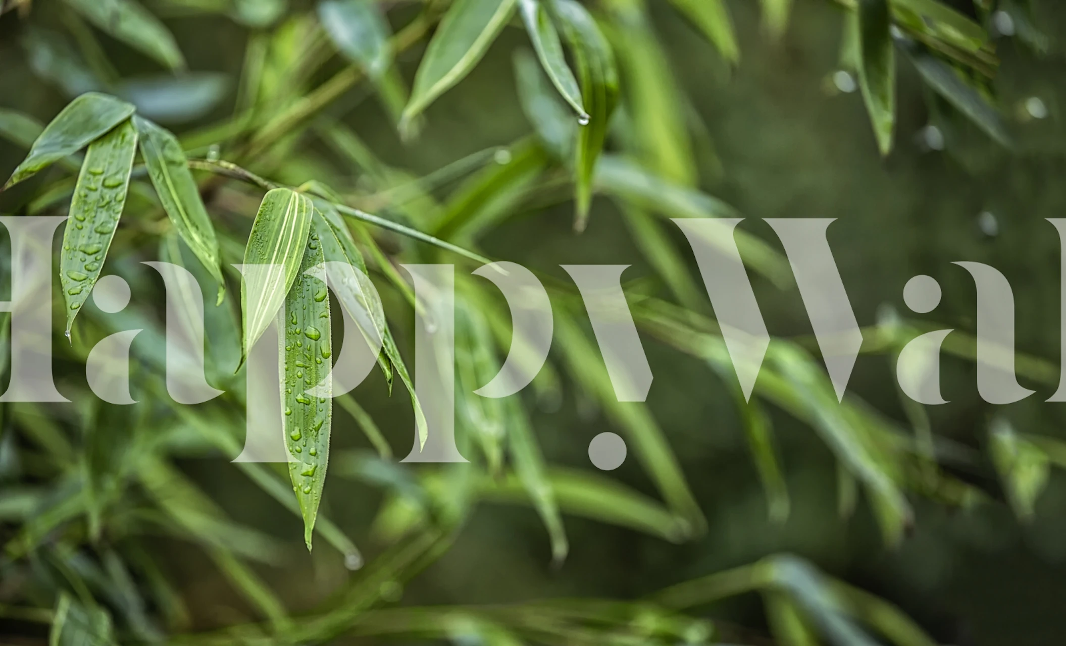 Green Bamboo Leaf wallpaper in a room