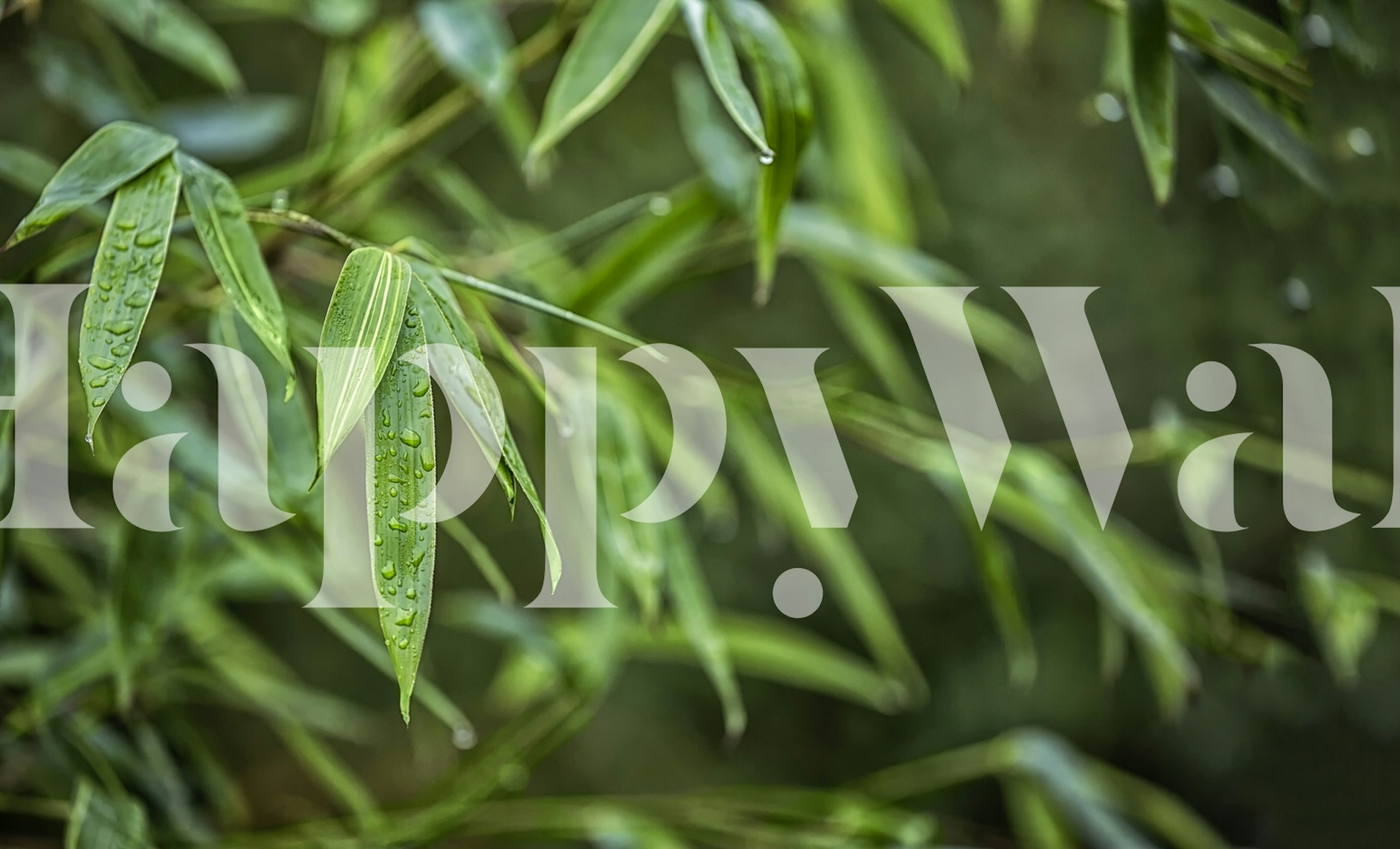 Green Bamboo Leaf wallpaper in a room