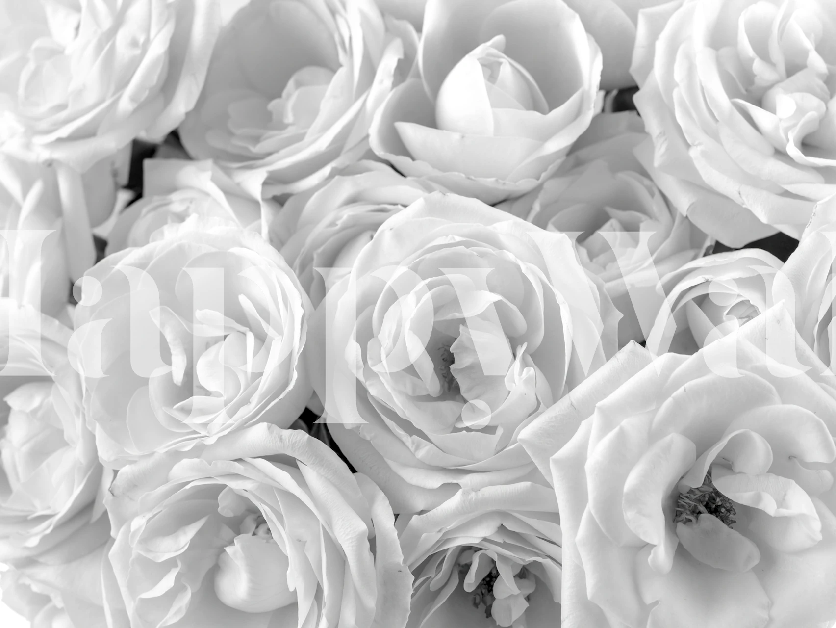 White roses in full bloom wallpaper