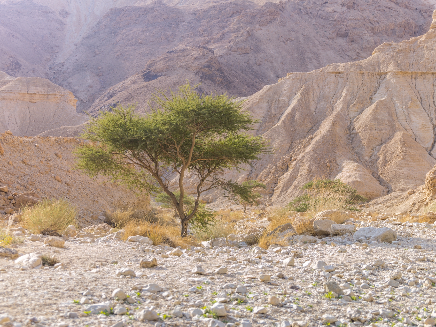 Negev Desert 4   Happywall   Negev Desert 4 Display 