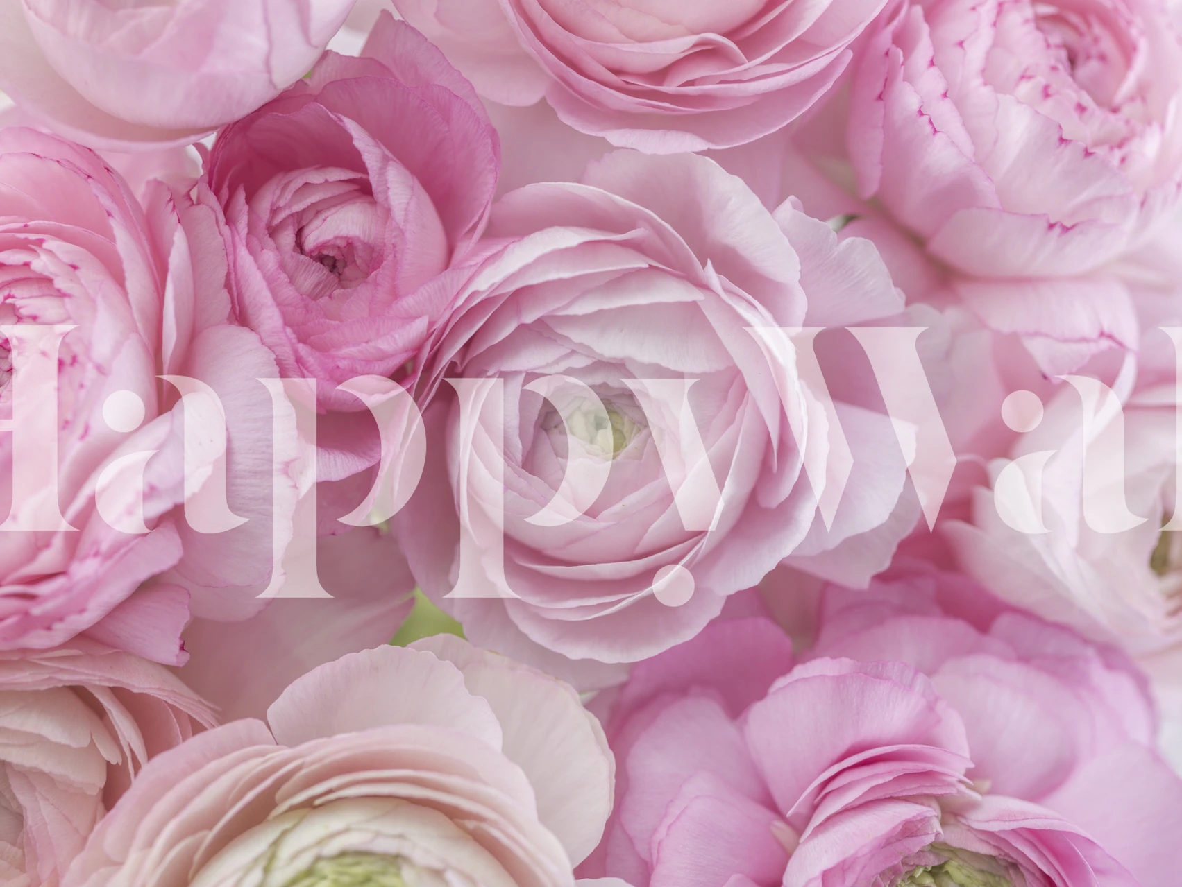 Bunch of Ranunculus veggdesign i et rom